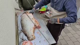 Karpfen  Fisch  Wels ausnehmen  filetieren  Fillet gutting carp  fillet catfish [upl. by Colin644]