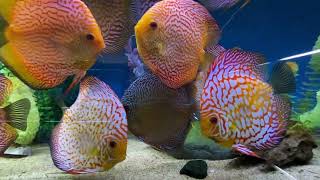 Discover bright colored freshwater fish Discus Symphysodon genus [upl. by Sherburn]