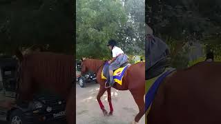 Horse ridingat schoolshort video [upl. by Crutcher]