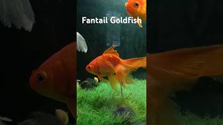 fantastic fantail goldfish aquarium 😍 shorts short aquariumindian goldfishprice aquariumfish [upl. by Aerdnahs205]