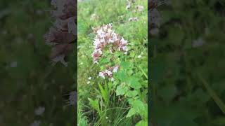 Oregano  Plants in the city [upl. by Neron855]