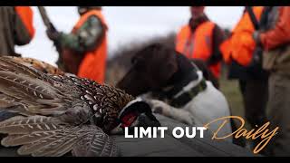 Wild Pheasant Hunts in South Dakota [upl. by Tootsie]