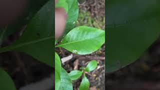 Acute and obtuse leaf apex and base botany nature plantidentification [upl. by Ynohtnacram161]