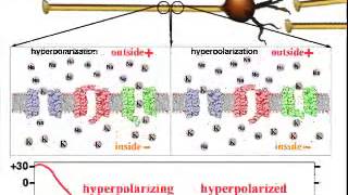 Action Potential Propagation [upl. by Leuneb]