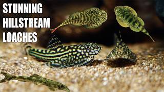 Discover 5 Hillstream Loaches That Will Transform Your Tank [upl. by Maddox]