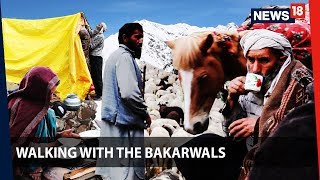 Walking With the Bakarwals  Through Jammu and Kashmir with the nomads  News18 Originals [upl. by Rolland]