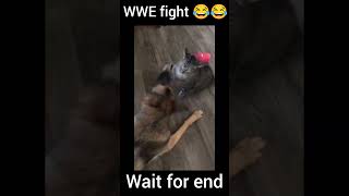 WWE fight 😂😂funny comedy animal [upl. by Naesyar630]