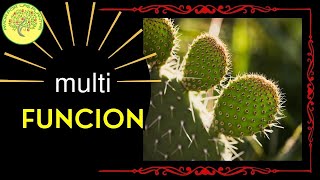 🌵El Maravilloso Nopal 💖 alimento y medicina Opuntia🌵 [upl. by Somerville]