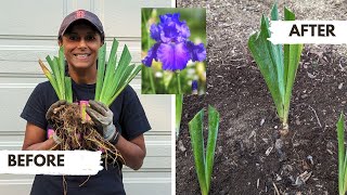 How To Divide Iris Plants [upl. by Kappel]