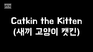 Catkin the Kitten 새끼 고양이 캣킨 [upl. by Drwde]