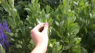 How to Grow and Use Costmary [upl. by Eisset726]