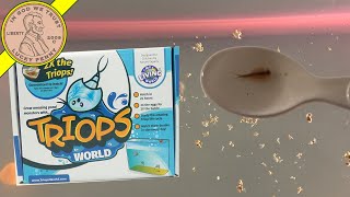 Triops Kit Video 5  New 55 Gallon Tank  Feeding amp More [upl. by Karna]