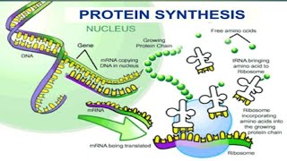 Protein Synthesis12Biology Molecular Basis of Inheritance [upl. by Legim]