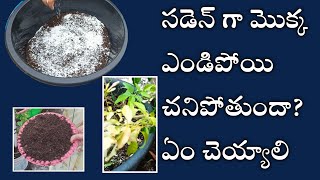 చనిపోయే మొక్కని బ్రతికించే సంజీవని how to use trichoderma viride  biofungicide  pseudomonas uses [upl. by Baptlsta]