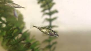 Threespined stickleback using its spine [upl. by Kciwdahc]