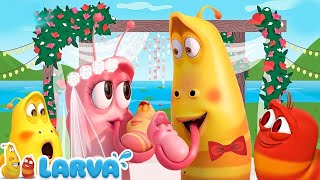 Boda de larva  Larvas animadas nuevos episodios 2022 🩺 Larva Nuevos Capitulos 2022 [upl. by Ormand159]