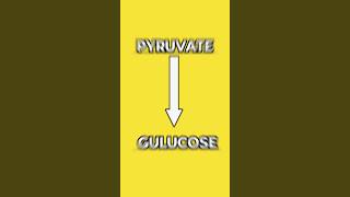 Gluconeogenesis Trick to learn gluconeogenesis pyruvate glycolysis pharmacy pharma pharmacist [upl. by Sachsse]