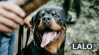 🐾 NOMBRES PARA PERROS ROTTWEILER  HEMBRAS amp MACHOS ✅ [upl. by Onil]