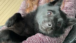 Tired Schipperke dog after a long day at the beach [upl. by Rockey852]