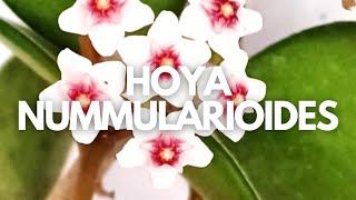 Hoya nummularioides  De hojas velluditas y flor muy fragante [upl. by Ellecrag]