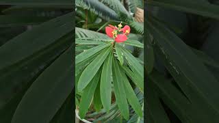 Identify the Plant [upl. by Caldeira]