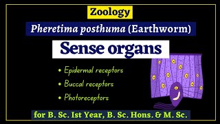 Pheretima posthuma  Sense Organs  Zoology [upl. by Meunier]