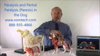 Paralysis and Partial Parlysis Paresis in the Dog [upl. by Ayhtnic]