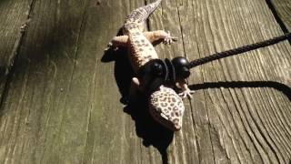 Awesome Leopard Gecko Harness [upl. by Aerbas575]