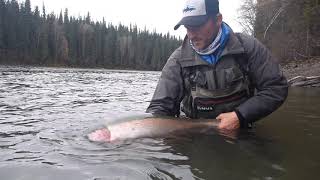 2017 Skeena Steelhead [upl. by Aylad]