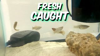 CATCHING MOLLIES IN THE WILD And Turning Them Into SALTWATER AQUARIUM FISH   A1A Adventures [upl. by Katine]