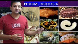 Phylum Mollusca [upl. by Brey306]