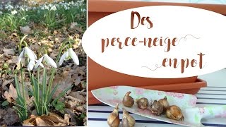 ✿ Bulbes de printemps  planter des perce neige en pot [upl. by Lindly571]