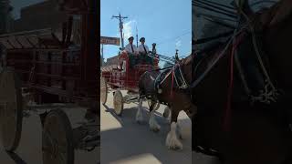 Budweiser Clydesdales [upl. by Fachini122]