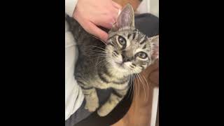 Innocent Kitten Battles LifeThreatening Chest Deformity That Requires A 10k Surgery [upl. by Grier]