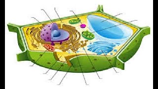 What are Organelles The Functions of Cell Organelles Video Lesson and Quiz 6LS12 [upl. by Sinnal]