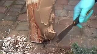 Morsches Holz reparieren mit RENOFLEX  RENOVAID [upl. by Ehtyde]