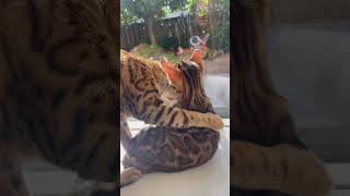 Bengal kittens fun😻 What’s up with the bengal cat M [upl. by Cogswell]