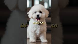 “Top 10 Cutest Dog Breeds in the World  Ultimate Cuteness Overload”shortz [upl. by Enelyam]