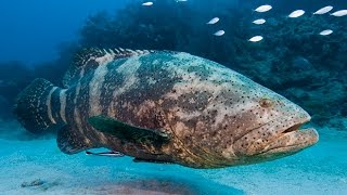 GOLIATH GROUPER Video Compilation [upl. by Melise12]