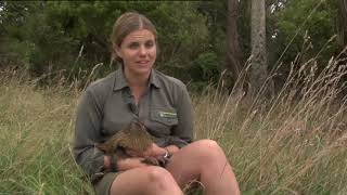 Meet the Locals Chatham Islands weka [upl. by Snow69]