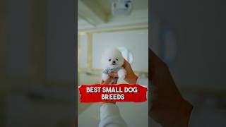 Tiny Paws Big Personalities Meet the Cutest Mini Dogs 🐶 didyouknow funfacts fyp dog cute [upl. by Pliam398]