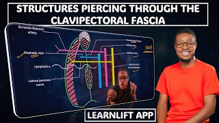 STRUCTURES PIERCING THE CLAVIPECTORAL FASCIA [upl. by Russi]