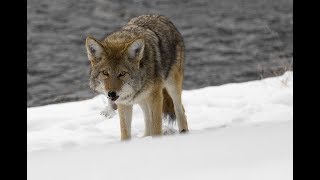 Echinococcus multilocularis infections in Alberta Canada [upl. by Maurise]