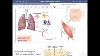 Lambert Eaton Myasthenic SyndromeLEMS [upl. by Eiraminot]