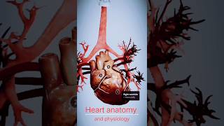 heart anatomy and physiology [upl. by Fleming738]