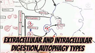 Extracellular And Intracellular DigestionAutophagy TypesSignificance [upl. by Thain166]