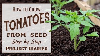 ★ How to Grow Tomatoes from Seed A Complete Step by Step Guide [upl. by Giesser]