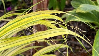 Hakonechloa Aureola Japanese Forest Grass  Summer Update 4K 2023 [upl. by Charlean]