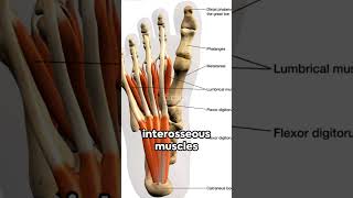 Interosseous Muscles Of The Foot [upl. by Yedorb]