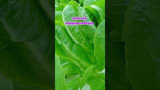 Romaine lettuce sold outromaine garden hydroponics farming farmlife formerofw proudfarmer [upl. by Nosniv359]